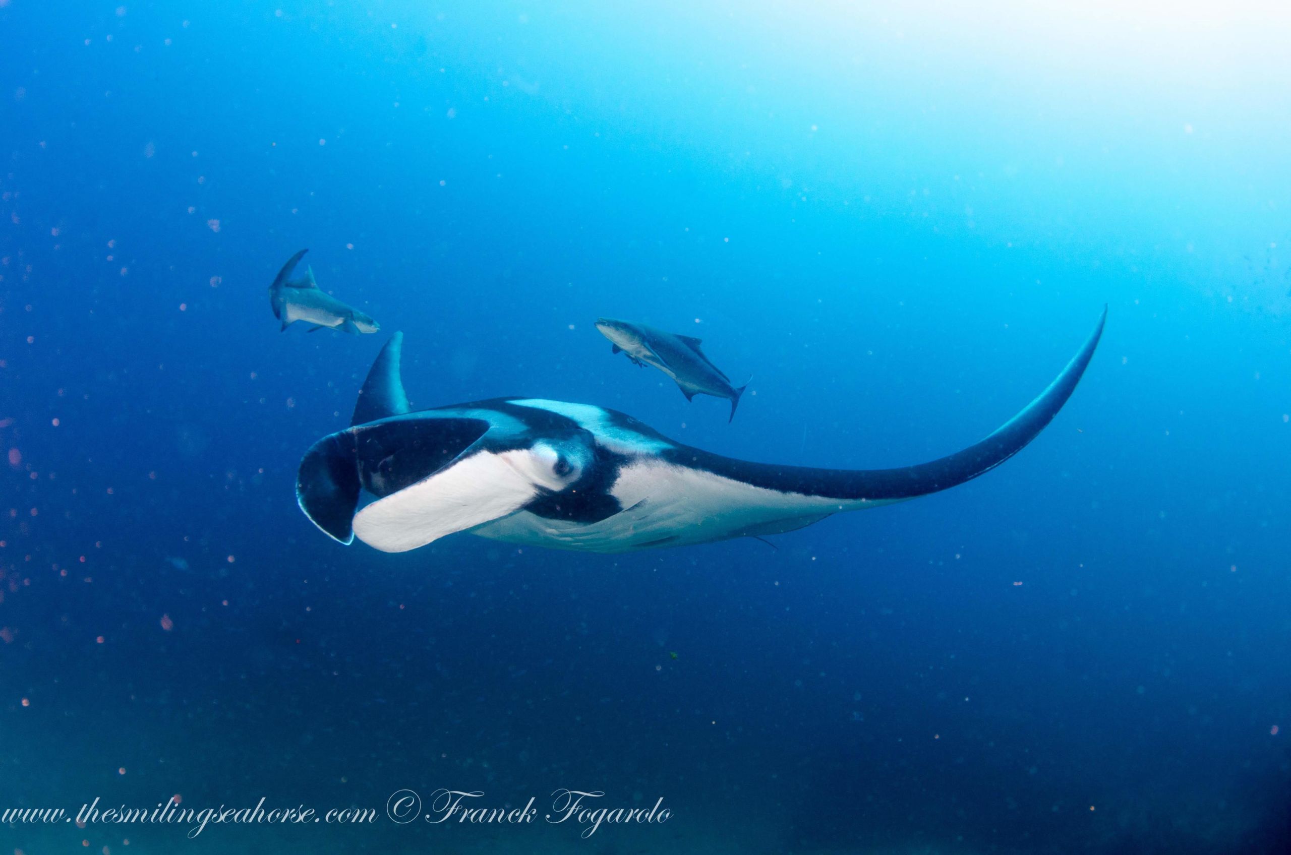 All About Giant Oceanic Manta Rays • Scuba Diver Life