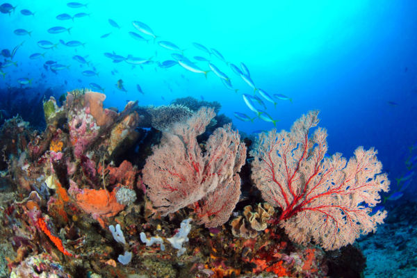 Derawan coral reef