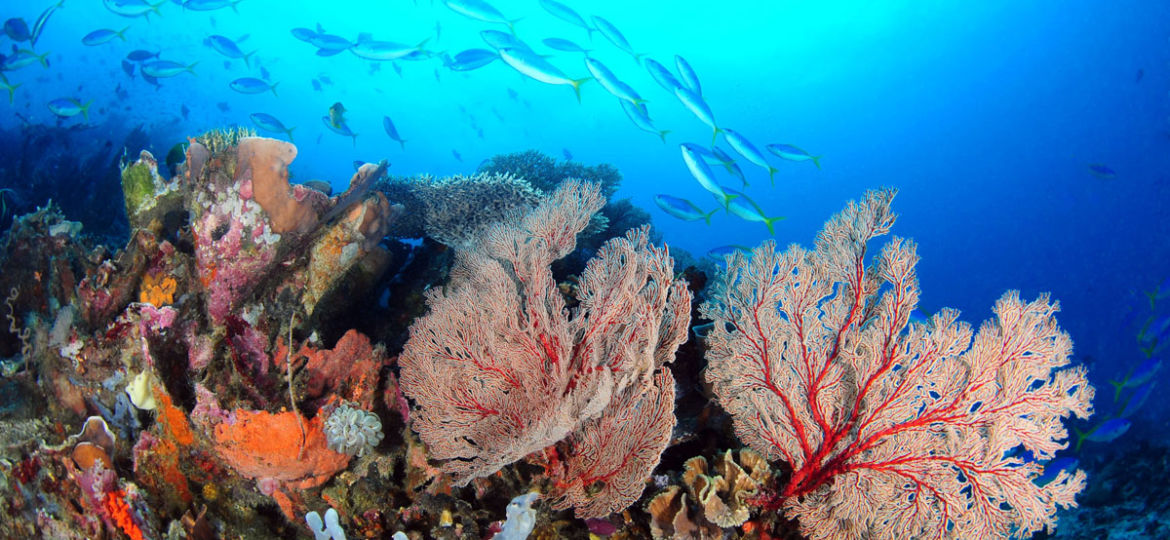 Derawan coral reef
