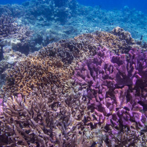 Halmahera coral reef