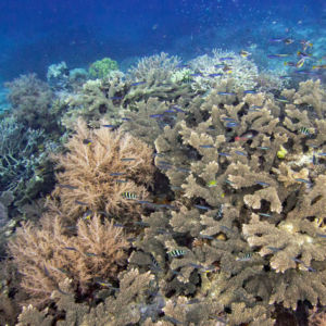 Halmahera coral reef