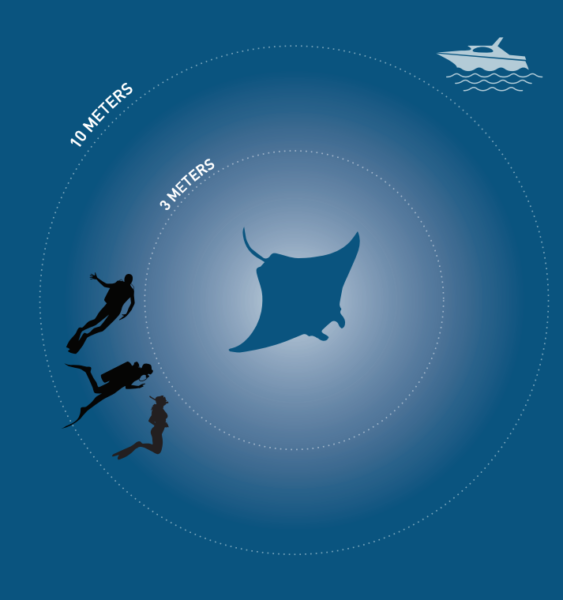 giant oceanic manta ray graphic