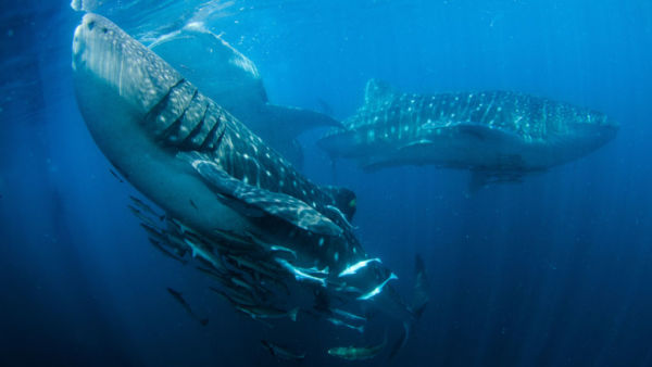 Triton Bay whale sharks