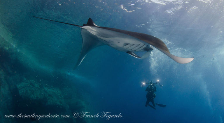 giant oceanic manta rays