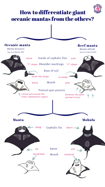 giant oceanic manta rays