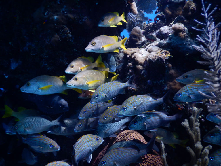 underwater photo tips