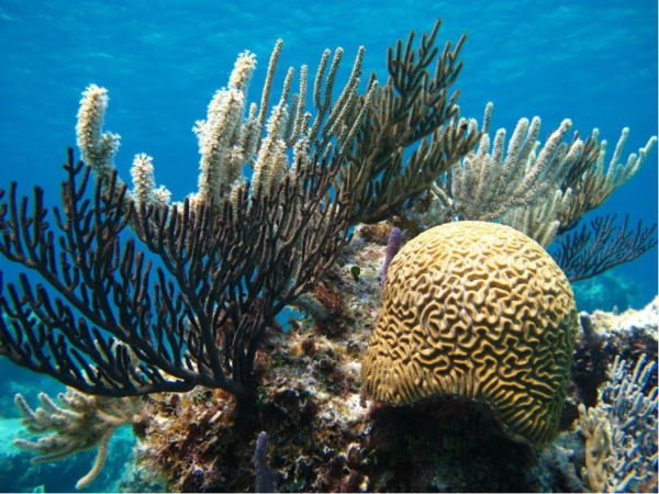 Bahamas coral reef