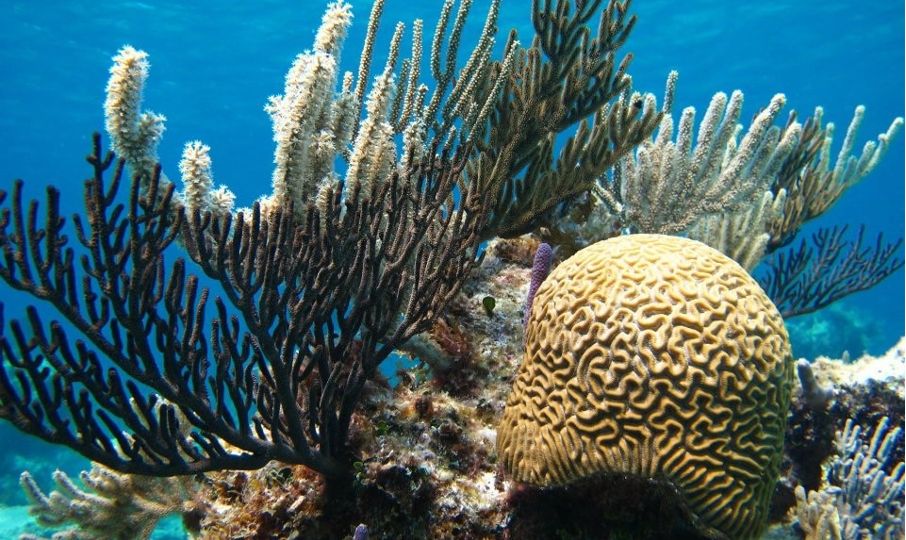 Bahamas coral reef