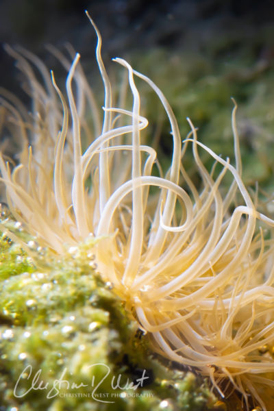 glass anemone