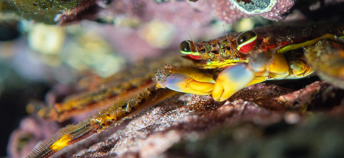 flat rock crab in Hawaii tidepool marine life