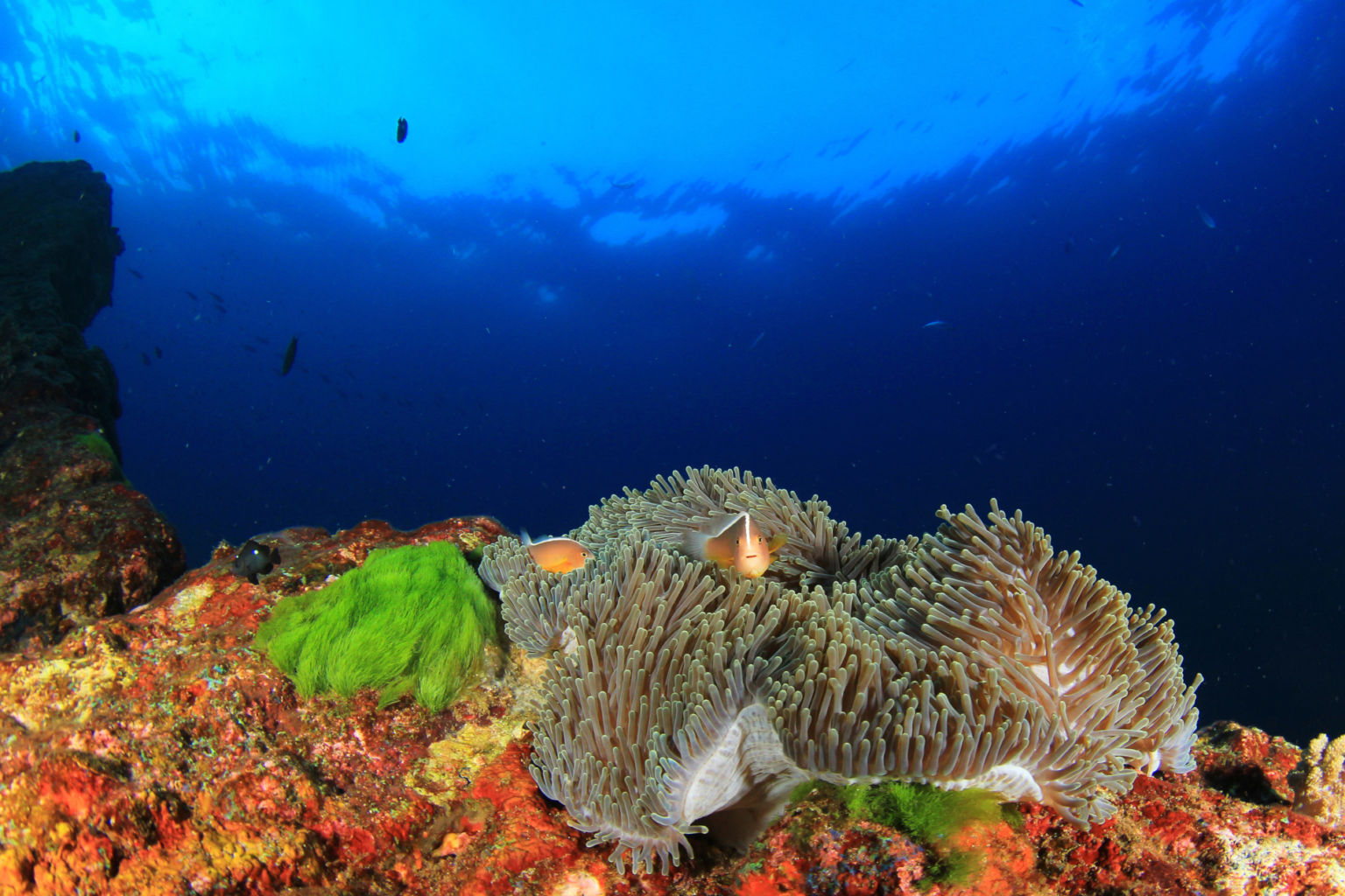 The Best Scuba Diving in Kosrae • Scuba Diver Life