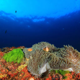 The Best Scuba Diving In Kosrae Scuba Diver Life