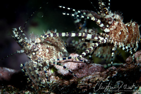 Hawaii tidepool marine life marbled shrimp