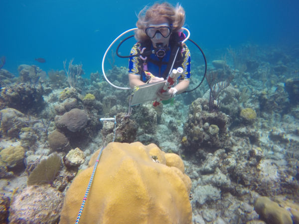 Bahamas Coral Report Card data