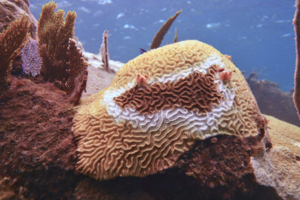 stony coral tissue loss