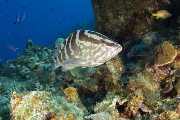 grouper on little cayman