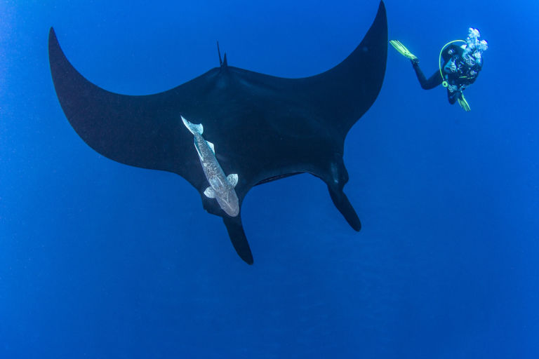 Socorro Island manta