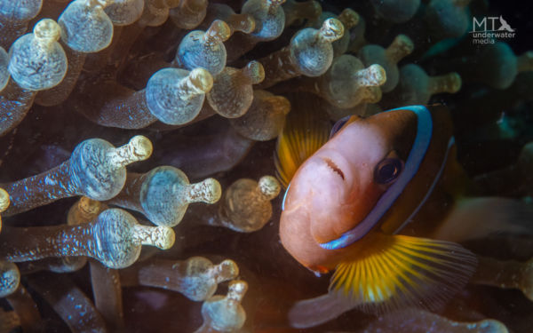 anemonefish on great barrier reef