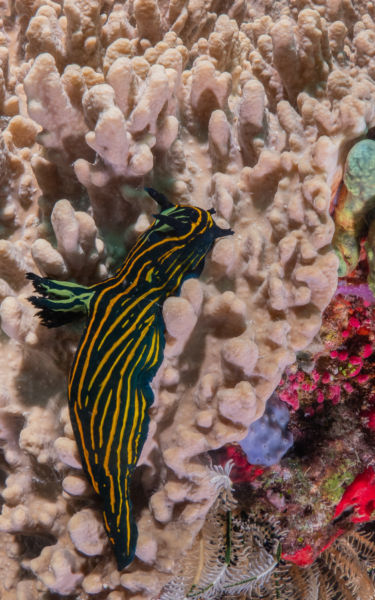 nudibranch on great barrier reef