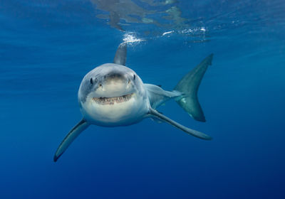 great white shark in Guadalupe Island