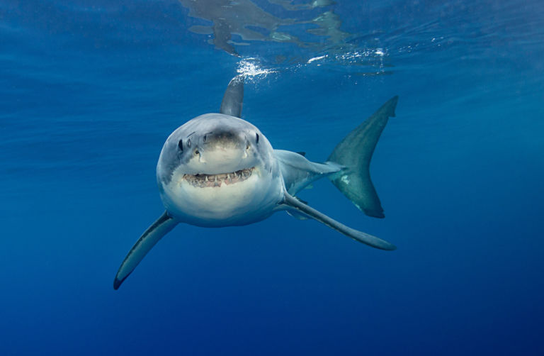 great white shark in Guadalupe Island