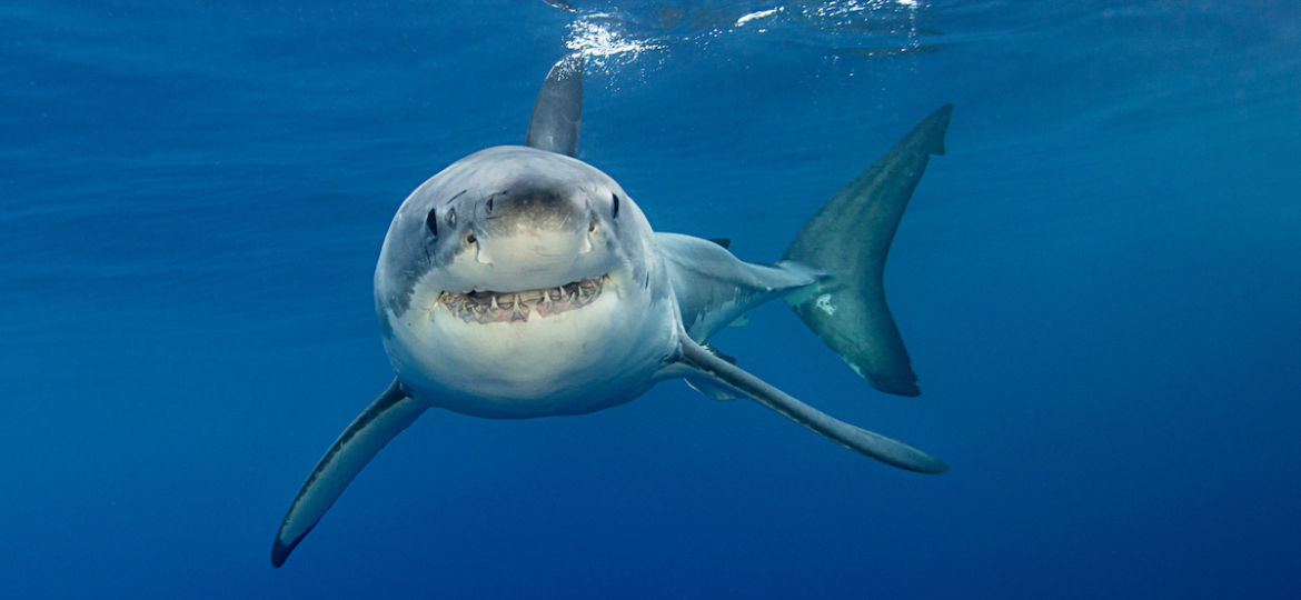 great white shark in Guadalupe Island