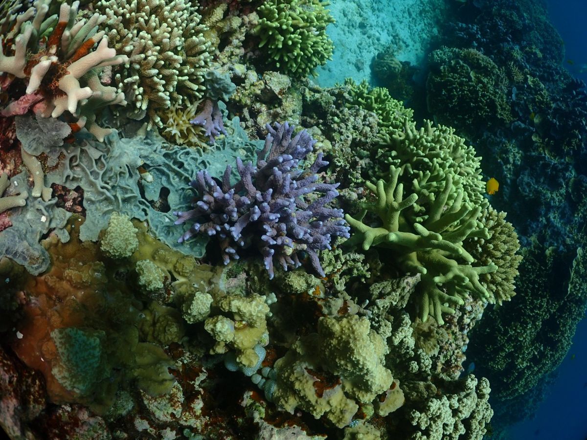 Mergui Archipelago coral reef