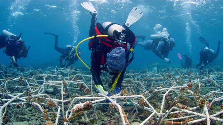 Great Barrier Reef Recovery During Covid 19 Lockdowns Scuba Diver Life