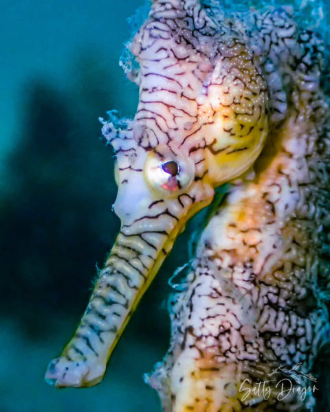 Western Australian seahorse
