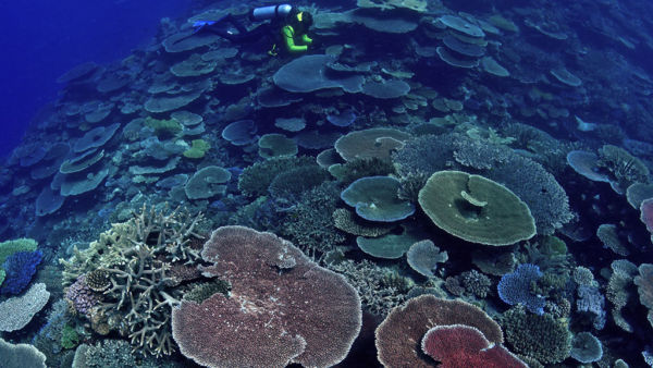 Elisabeth Reef Great Barrier Reef