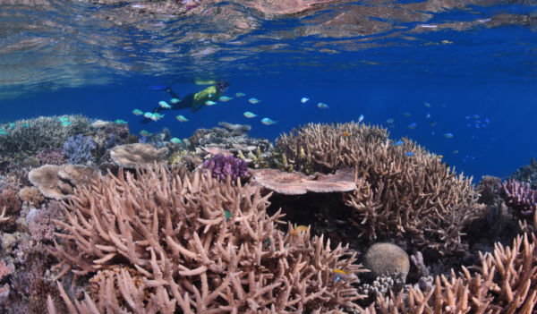 Secret Reef Great Barrier Reef