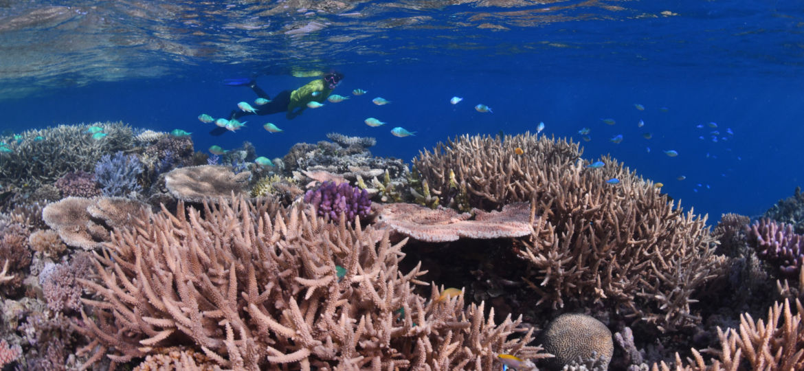 Secret Reef Great Barrier Reef