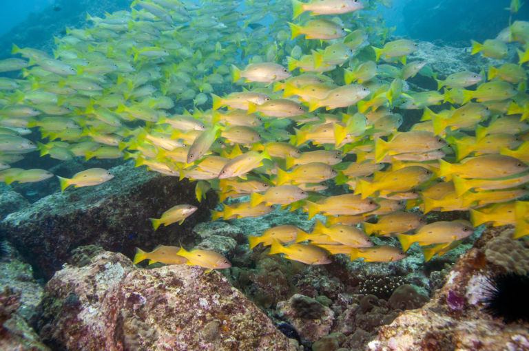 Blackspot snapper