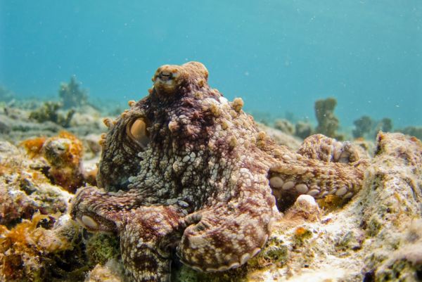 Diving Bonaire in Covid times octopus