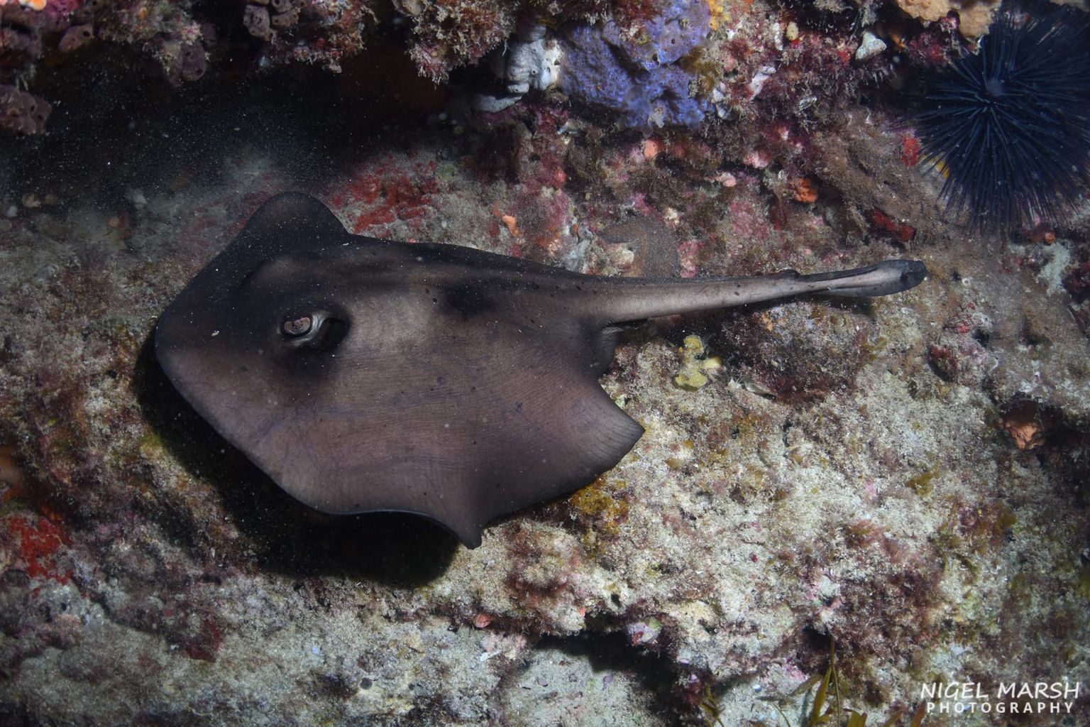 Scuba Diving Rottnest Island • Scuba Diver Life