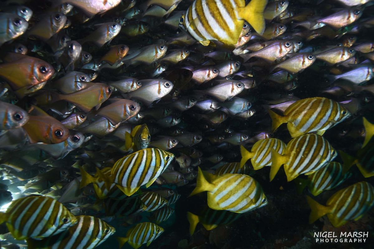 Scuba Diving Rottnest Island • Scuba Diver Life