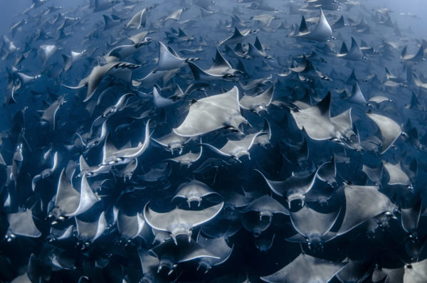 Mobula rays in Mexico