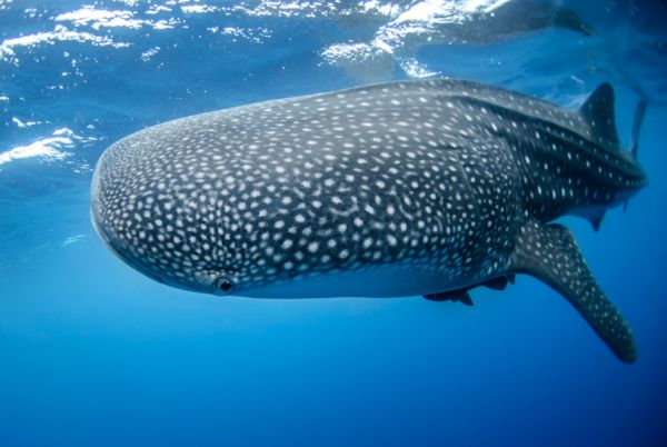 A whale shark in Isla Mujeres
