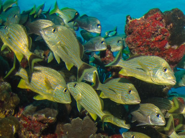 scuba diving in Belize