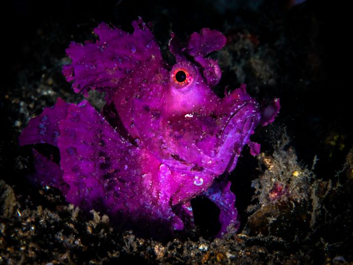 Matt_Testoni_Lembeh-17-of-168-
