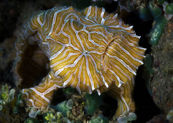 Psychedelic frogfish