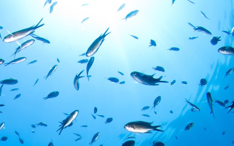 scuba diving in Malta