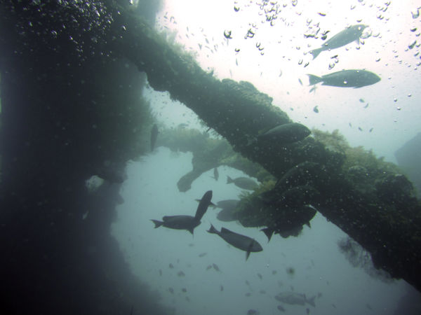 scuba diving in Bali Liberty wreck