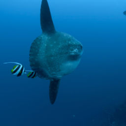 scuba diving in Bali Crystal Bay mola mola