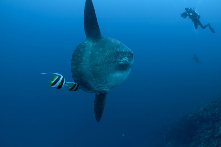 scuba diving in Bali Crystal Bay mola mola