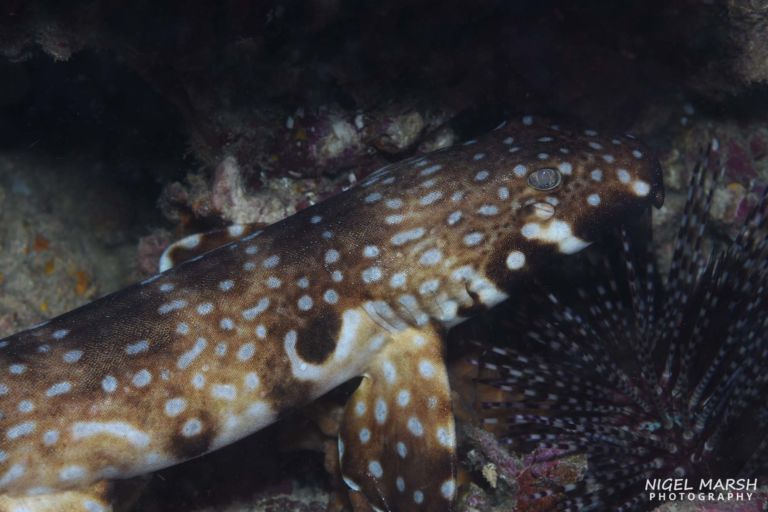scuba diving in Madang