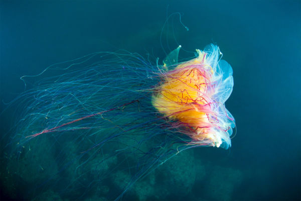 lion's mane jellyfish