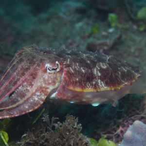 Sunshine Coast cuttlefish