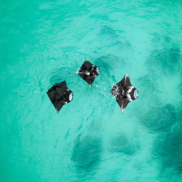 manta rays Fulidhoo Island