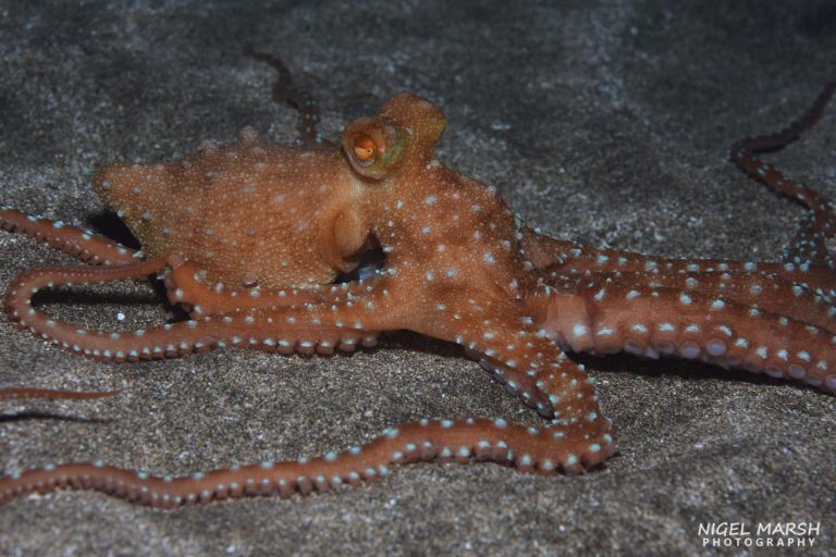 El Cabron Marine Reserve